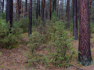 dark dense pine forest. tree trunks and shrubs