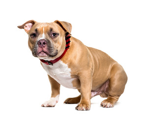 American Bully sitting in front of white background