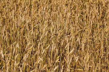 Floral background. Cereal ripe ears in field. Future harvest concept