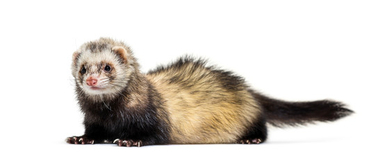 Ferret lying in front of white background