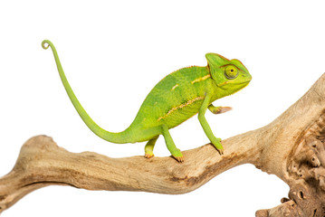 Chameleon, Chamaeleo chameleon, on branch in front of white back © Eric Isselée