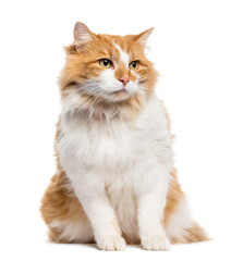 Mixed-breed cat sitting in front of white background