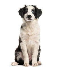 Border Collie, 2 months old, sitting in front of white backgroun