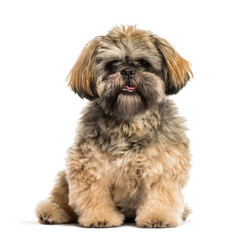 Shih Tzu, 2 months old, sitting in front of white background