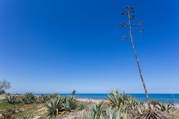 Sandy dunes in the mediterranean, Denia, Valencia, Spain