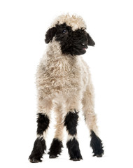 Lamb portrait in front of white background