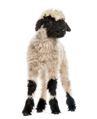 Lamb standing in front of white background