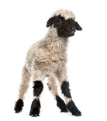 Portrait of lamb standing in front of white background