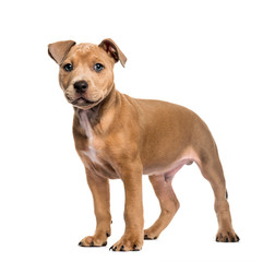 Fototapeta premium American Bully, 2 months old, in front of white background