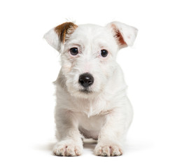 Jack Russell Terrier, 3 months old, lying in front of white back