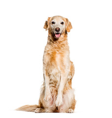 Golden Retriever sitting in front of white background