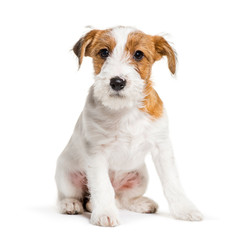 Jack Russell Terrier, 3 months old, sitting in front of white ba