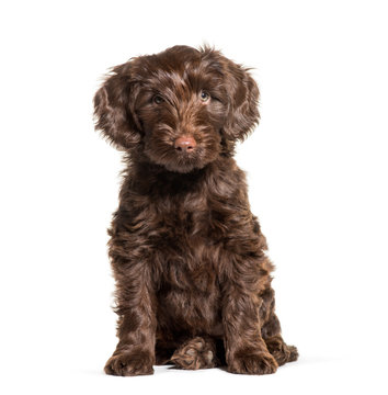 Australian Labradoodle, 2 months old, sitting in front of white