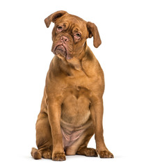 Obraz premium Dogue de Bordeaux sitting in front of white background
