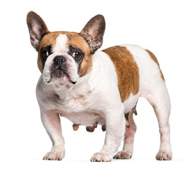 French Bulldog with breast cancer in front of white background