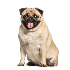 Pug sitting in front of white background