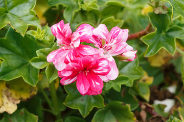 Pink and white geranium flowers in a garden during spring