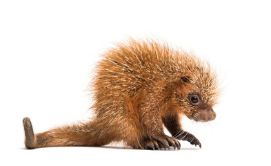 Pup prehensile-tailed porcupine, Coendou prehensilis, isolated, 15 days old
