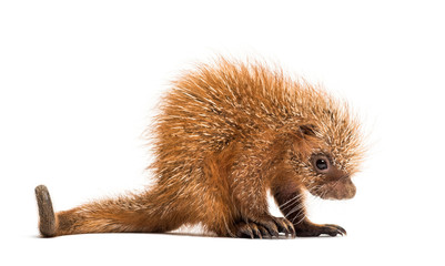 Naklejka premium Pup prehensile-tailed porcupine, Coendou prehensilis, isolated, 15 days old