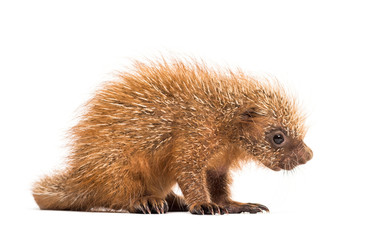 Pup prehensile-tailed porcupine, Coendou prehensilis, isolated, 15 days old