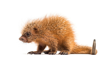 Pup prehensile-tailed porcupine, Coendou prehensilis, isolated, 15 days old