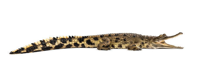 West African slender-snouted crocodile, 3 years old, isolated