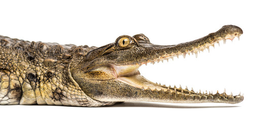 West African slender-snouted crocodile, 3 years old, isolated