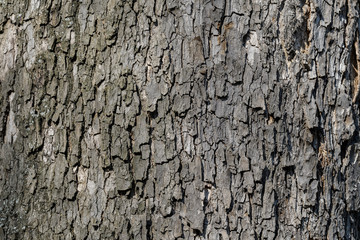 Background of dark grey old tree bark surface, simple natural textured background