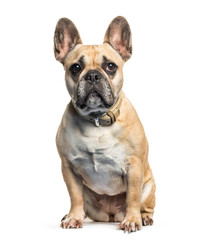 French Bulldog sitting in front of white background