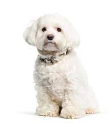 Maltese dog sitting in front of white background