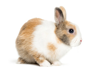 Fototapeta premium Rabbit in front of white background