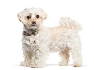 Maltese dog in front of white background