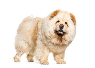 Mixed-breed dog in front of white background