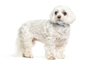 Maltese dog in front of white background