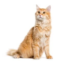 Tuinposter Maine Coon, 8 months old, sitting in front of white background © Eric Isselée