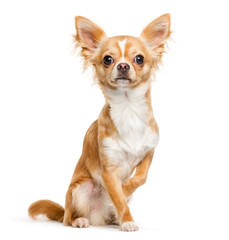 Chihuahua, 9 months old, sitting in front of white background