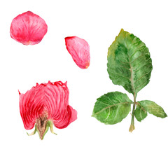 watercolor drawings - rose in a cut, rose petals, leaves