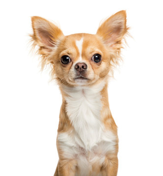 Chihuahua, 9 months old, in front of white background