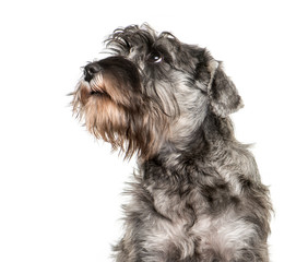 Miniature Schnauzer in front of white background