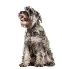 Miniature Schnauzer sitting in front of white background