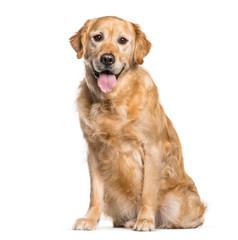 Golden Retriever sitting in front of white background