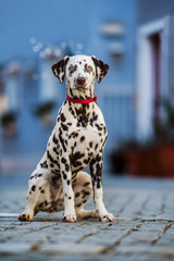 Dalmatian dog sitting in a village