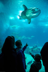 Fototapeta na wymiar Family watching the shoal of fish moon swimming in oceanarium