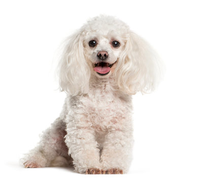 195 Best Teacup Poodle Images Stock Photos Vectors Adobe Stock