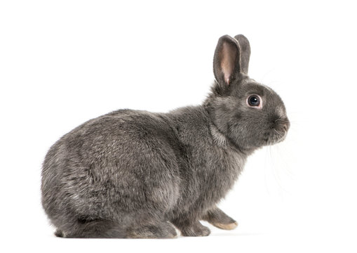 Pygmy rabbit in front of white background