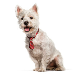 West Highland White Terrier sitting in front of white background