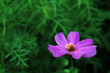 closeup Cosmos flower. Purple cosmos flower with green leaves background