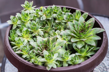 Obraz na płótnie Canvas Sempervivum tectorum,Common Houseleek. Sempervivum in nature, great healthy plant for herbal medicine