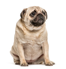 Fototapeta premium Pug sitting in front of white background