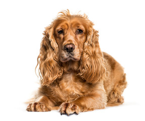 English Cocker Spaniel lying in front of white background